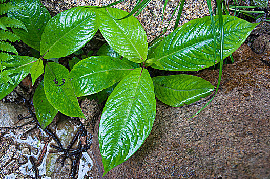 潮湿的植物叶片