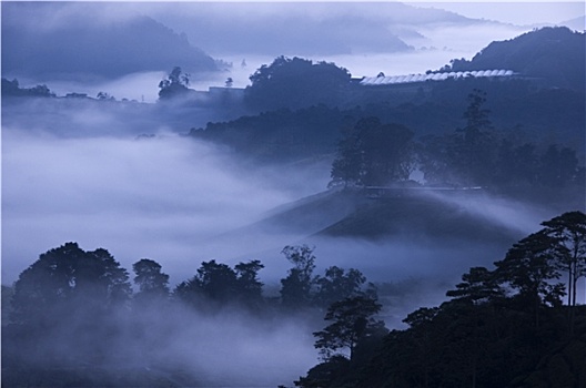 晨雾,茶,农场