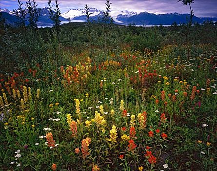 野花,地点,阿尔西克湖,冰河湾国家公园,自然保护区,阿拉斯加