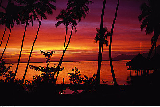 剪影,棕榈树,海滩,日落,塔希提岛