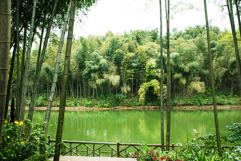 马安竹海森林公园图片