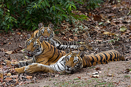 孟加拉虎,虎,女性,休息,两个,幼兽,班德哈维夫国家公园,中央邦,印度