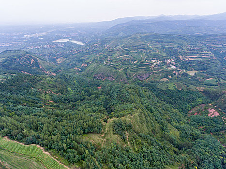 航拍河南三门峡灵宝市川口乡赵家沟村樱桃种植林