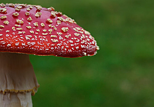 毒蝇伞,白毒蝇鹅膏菌,蘑菇,诺森伯兰郡,英格兰
