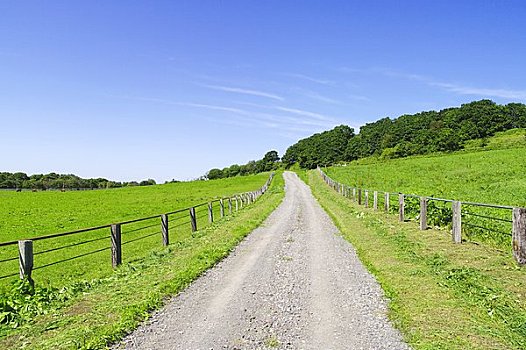 乡间小路,放牧