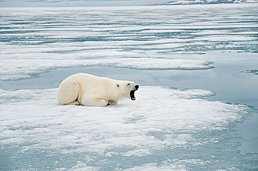 挪威,斯瓦尔巴群岛,斯匹次卑尔根岛,北极熊,成年,休息,海冰,寻找,海豹