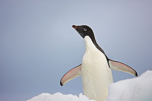 南极,南设得兰群岛,成年,阿德利企鹅,鳍足,站立,边缘,小,冰山