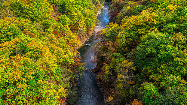 日本,秋叶,北海道