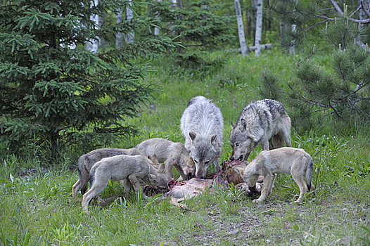 大灰狼,家庭,捕食,明尼苏达,美国