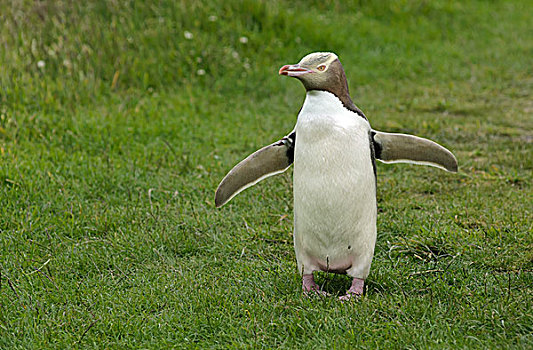 企鹅,黄眼企鹅,标签,伸展,翼,站立,南岛,新西兰,大洋洲
