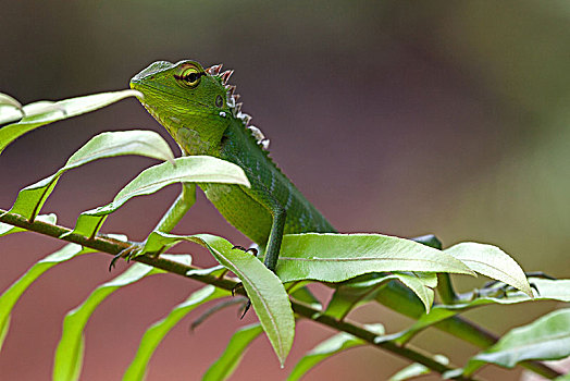 普通,绿色,树林,蜥蜴,叶子,雨林,国家公园,斯里兰卡,亚洲
