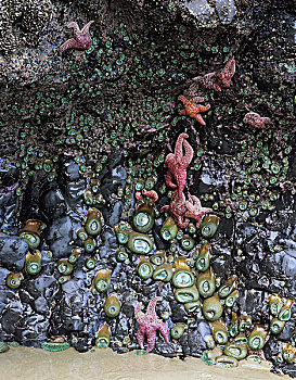 俄勒冈海岸,艾科拉州立公园,赭色,海星,绿海,海葵