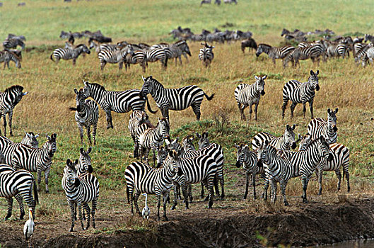 肯尼亚,马赛马拉国家保护区,大,牧群,白氏斑马,斑马,放牧,靠近,马拉河,大幅,尺寸