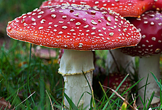 毒蝇伞,蘑菇,白毒蝇鹅膏菌,草,诺森伯兰郡,英格兰