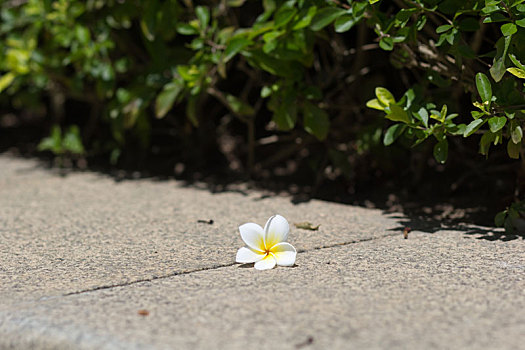 鸡蛋花