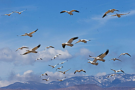 雪雁,飞跃,山峦,野生动植物保护区,新墨西哥,美国