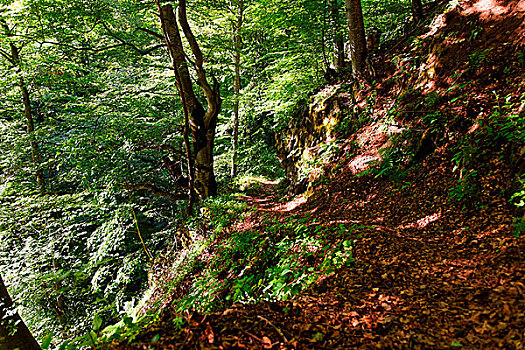小路,绿色,树林,法国阿尔卑斯山