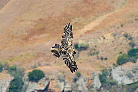 胡兀鹫,幼小,飞,城堡,自然保护区,南非