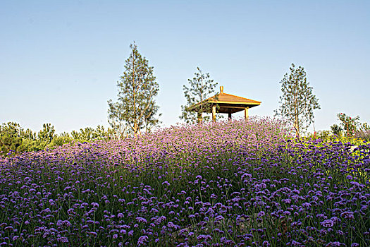 熏衣草花园