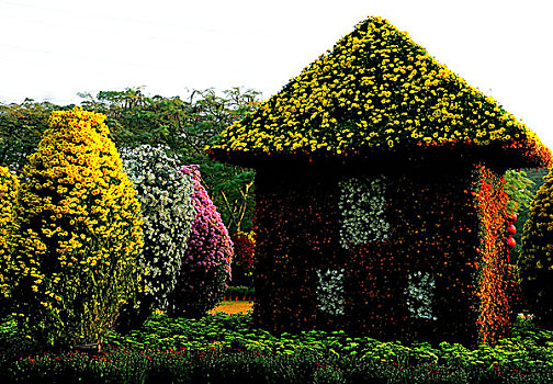 深圳,东湖公园,菊花