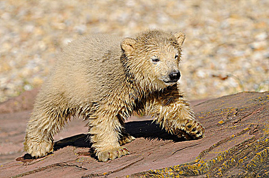 幼兽,北极熊