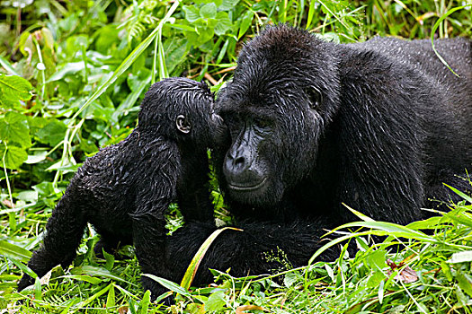乌干达,国家公园,山地大猩猩,大猩猩,吻,银背大猩猩,成年,雄性,休息
