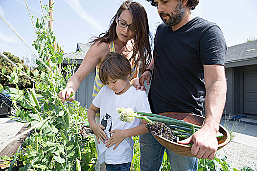 家庭,一个,男孩,挑选,豌豆,花园