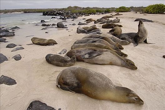 加拉帕戈斯,海狮,加拉帕戈斯海狮,室外,海滩,脆弱,西班牙岛,加拉帕戈斯群岛
