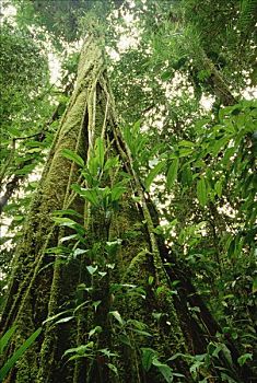低地,热带雨林,生长,树荫,奥莫,区域,巴布亚新几内亚