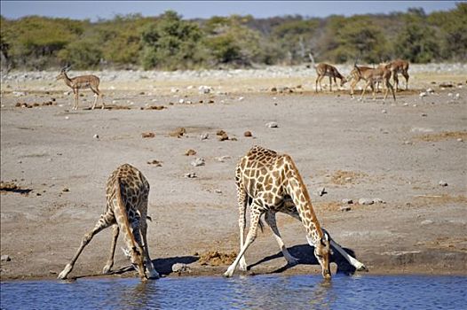 长颈鹿,喝,水坑,靠近,埃托沙国家公园,纳米比亚,非洲