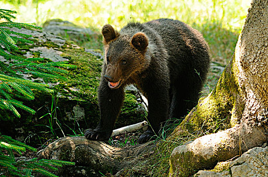 欧亚混血,棕熊,熊,幼兽,巴伐利亚森林,德国