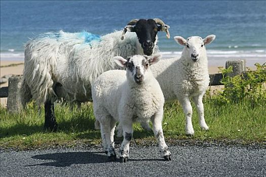 绵羊,爱尔兰