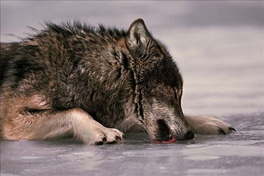大灰狼,狼,舔,冰,明尼苏达
