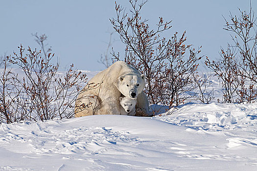 星期,老,北极熊,幼兽,下方,母亲,正面,腿,防护,蔽护,瓦普斯克国家公园,曼尼托巴,加拿大,冬天