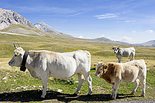 牛,户外,大萨索山,意大利,欧洲