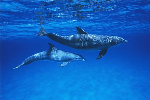 宽吻海豚,墨西哥湾,伯利兹