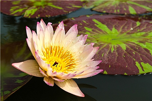 荷花,莲花,水塘