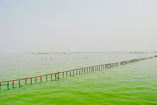 湖面,蓝藻