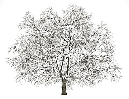 冬天,美洲,山毛榉树,隔绝