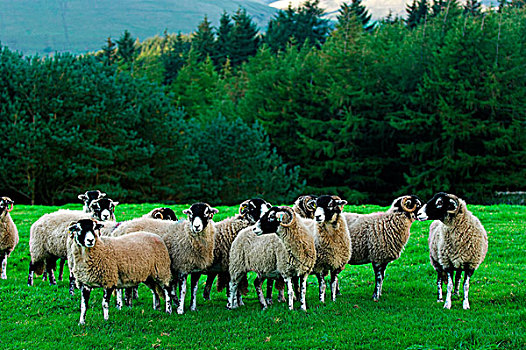 家羊,斯韦达尔,母羊,成群,站立,地点,英格兰,欧洲