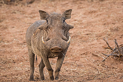普通,疣猪,克鲁格国家公园,南非,非洲