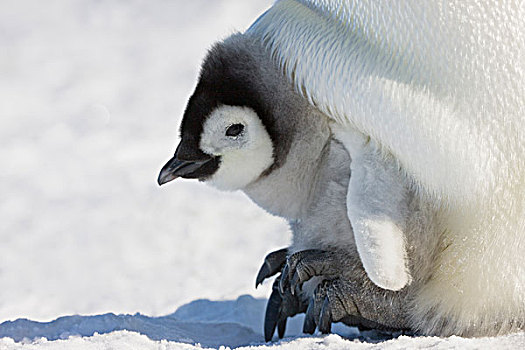 企鹅的育儿袋长啥样图片