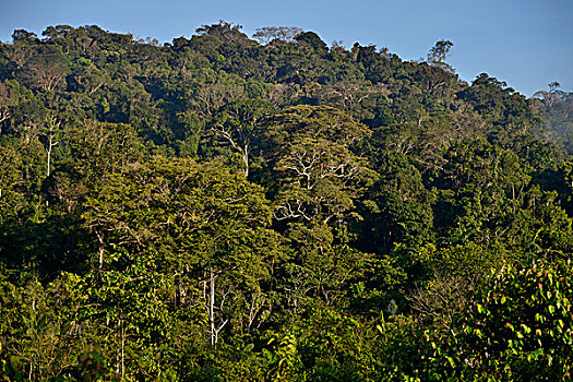 亚马逊雨林,地区,巴西,南美