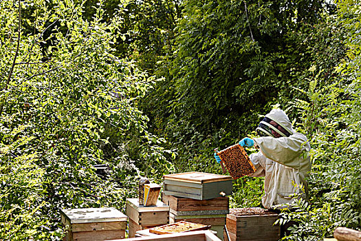 养蜂人,检查,蜂巢,小块菜地,花园