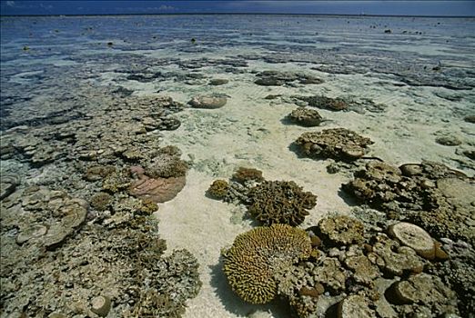 珊瑚礁,退潮,澳大利亚