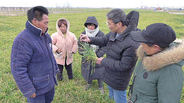 河南开封,农业专家下田间