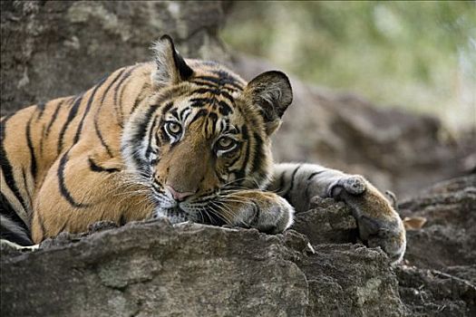 孟加拉虎,虎,幼兽,休息,岩石,班德哈维夫国家公园,中央邦,印度