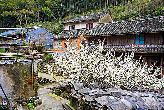 梨树,梨花,春意