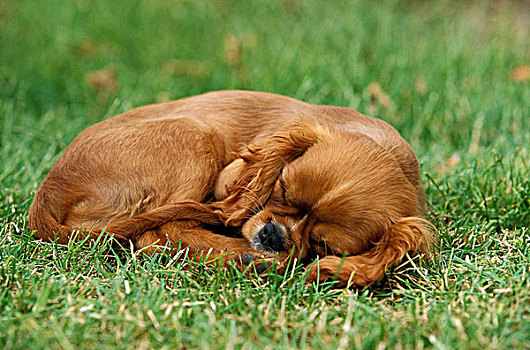 年轻,狗,查尔斯王犬,草地,卧,睡觉