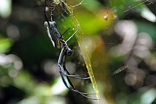 蜘蛛,金蛛科,亚热带,雨林,大,靠近,里约热内卢,巴西,南美